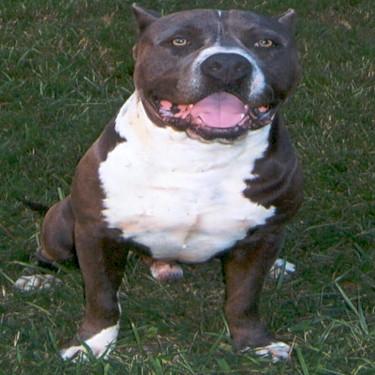 Notorious DOGs Notorious DOG Pit Bull.jpg